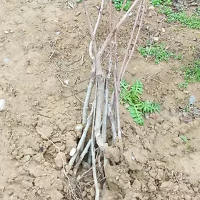 ceresnya  nahal sapylan