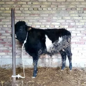 Öküz Gibrit 1 ýaş 1 aýlyk