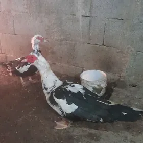 ordek indautga gaz yaslylbas