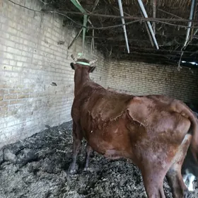 арасса бурлат голели сыгыр