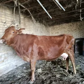 голели сыгыр