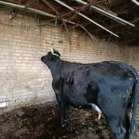 голели сыгыр