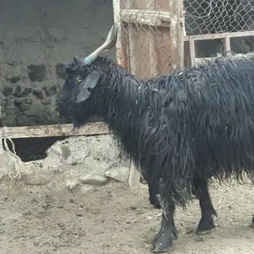 ОВЛАКЛИ ГЕЧИ