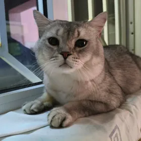 кот на вязку