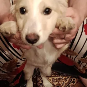 собака белка