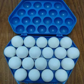 Ýumurtga salnýan gap