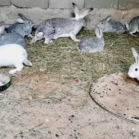 Towşanlar (полвеликан парода)