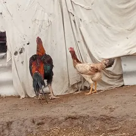 𝔹𝔸𝔹𝔸𝕐𝕃𝔸ℝ