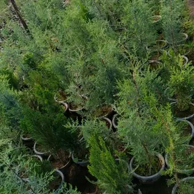 rozagül jasmin kipariz