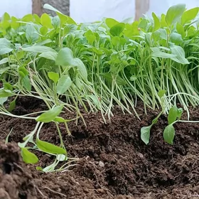 badam sitil gallant badam %