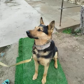 овчарка Авчарка owćarka