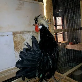 FIZAN AK TELPEK HORAZ KARLIK