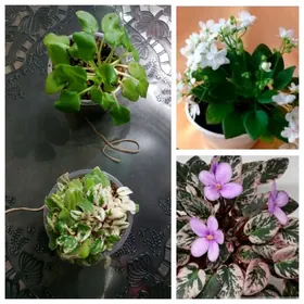 фиалки трейлерные мини