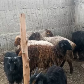 Guzly goýun .erkeç