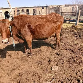 бурлат богаз сыгыр