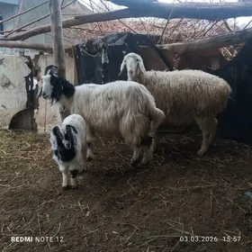 богаз гойун ве овлаклы гечи ба