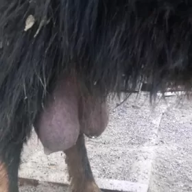 Экиз овлаклы