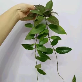 ХОЙЯ САНРАЙЗ