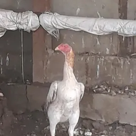 KAREÝ BAÝTSY TOWUK