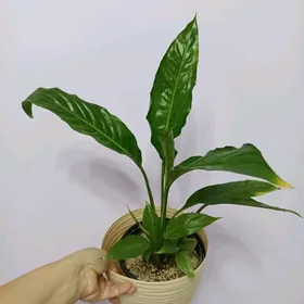 ЖЕНСКОЕ СЧАСТЬЕ