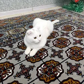 отдадим кошку