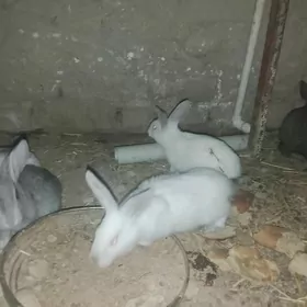 ARASSA WELİKAN BEÇLERİ SATLYK