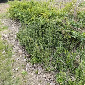 Çynar, burçina, bagül