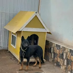 бельгийская авчарка