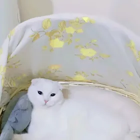 Şatlan pişik paroda