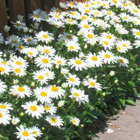 uly ramaşkañ nahaly gül