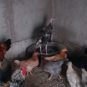 guzlayjy towuklar i horaz