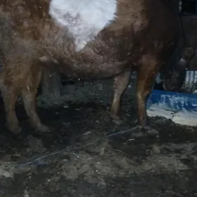 bogaz we gysyr sygyrlar