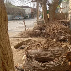 odunlyk agac cybyk  mugt