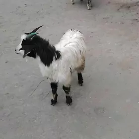 TEKE HEM URKAÇI ÇEWIṢ