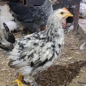 Towuk,Juyje broy (balakly)