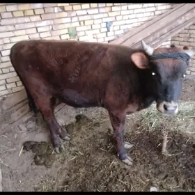 1.8 aý ýaşan öküz