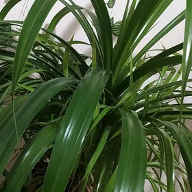 Домашние цветы, гул, gül