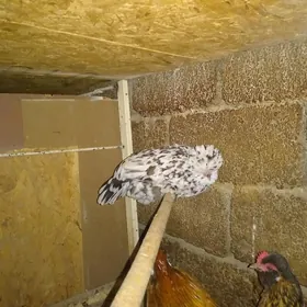 karlik  horoz ve tovuk