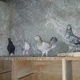 КЕПДЕРИ. МЫРАМЫР.