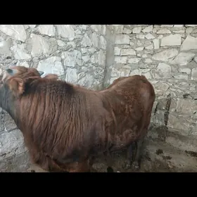 Okuz we Goleli sygyr