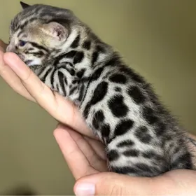 бенгальская кошка