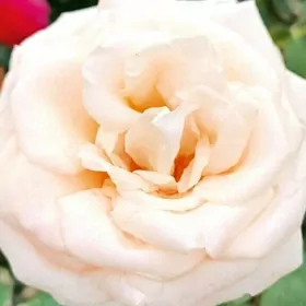 nahal roza bagul розы