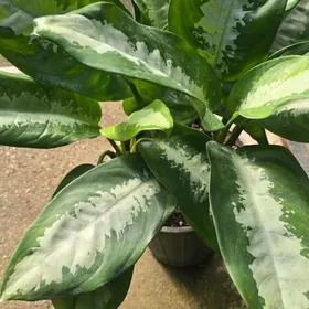 Аглаонема Паттая Бьюти