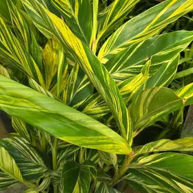 Филодендрон