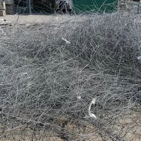 Asinkowka Üzüm sim 3 Lik