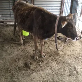 Dargyl  goleli sygyr