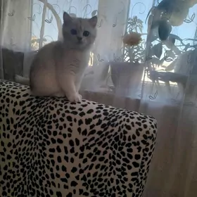 шотландские котята