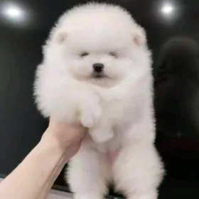 померанский шпиц