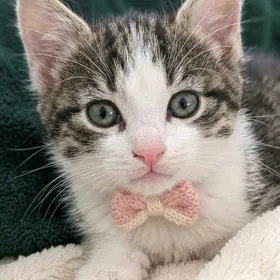 Боня, 1,5 мес