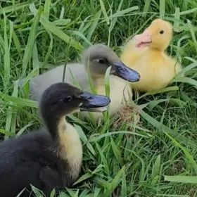 ordek gak gak утят